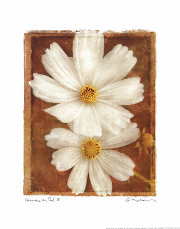 Cosmos on Red II Print Cosmos on Red II Print