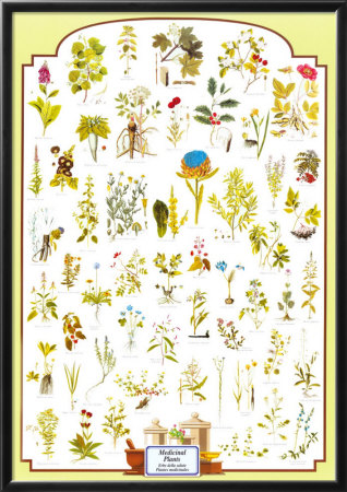 Medicinal Plants Framed Poster Medicinal Plants Framed Poster