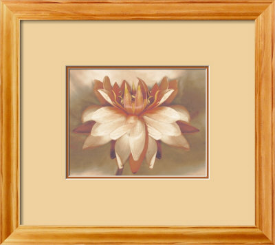 Waterlily Framed Print Waterlily Framed Print