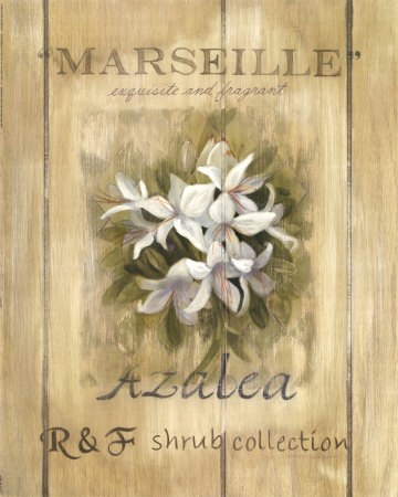 Azaleas Print Azaleas Print