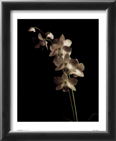 Orchid Study III Framed Print Orchid Study III Framed Print