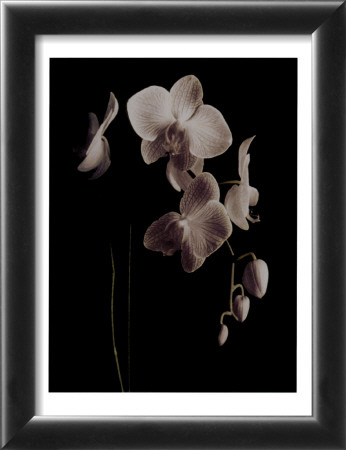 Orchid Study II Framed Print Orchid Study II Framed Print