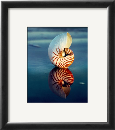Tiger Nautilus Framed Print Tiger Nautilus Framed Print