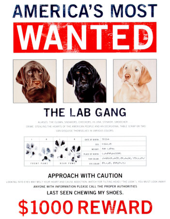 Wanted The Lab Gang Tin Sign Wanted The Lab Gang Tin Sign