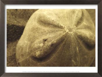 Sand Dollar Framed Print Sand Dollar Framed Print