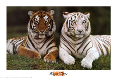 Bengal Tigers Print Bengal Tigers Print