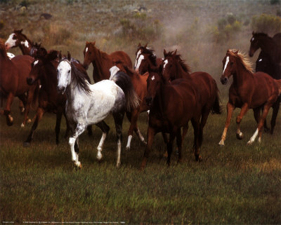 ron-kimball-wild-horses.jpg