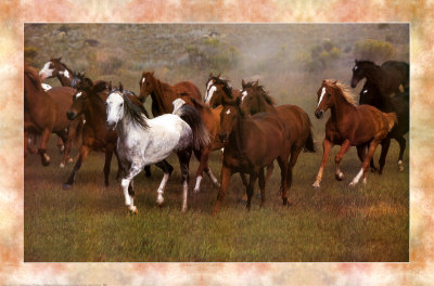 Wild Horses Print Wild Horses Print