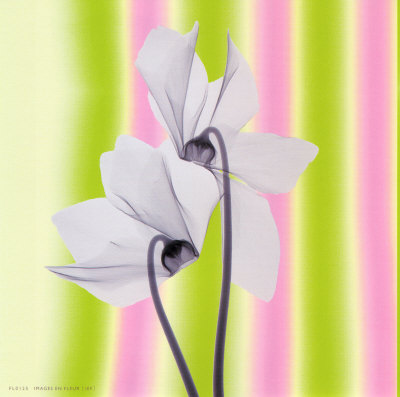 Sheer Beauty Print Sheer Beauty Print