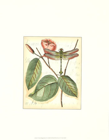 Petite Dragonflies IV Print Petite Dragonflies IV Print