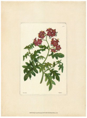 Red Curtis Botanical III Print Red Curtis Botanical III Print