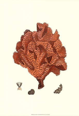 Red Coral IV Print Red Coral IV Print