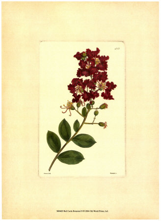 Red Curtis Botanical II Print Red Curtis Botanical II Print