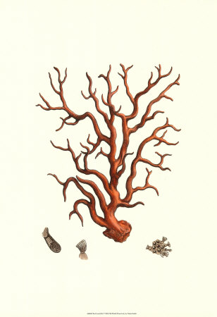 Red Coral I Print Red Coral I Print