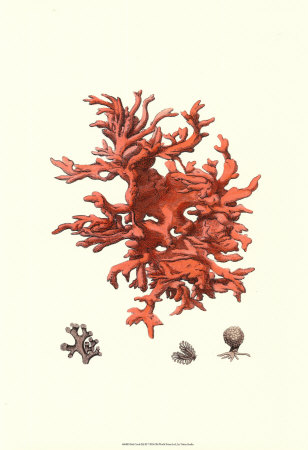 Red Coral III Print Red Coral III Print