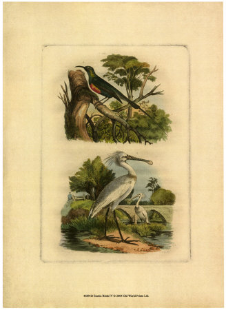 Exotic Birds IV Print Exotic Birds IV Print