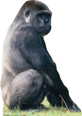 Gorilla Stand Up Gorilla Stand Up