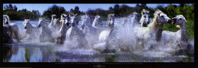 Camargue Horses Print Camargue Horses Print