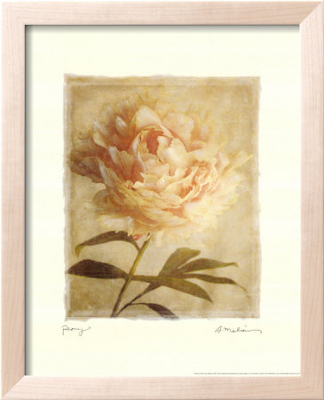 Peony Framed Print Peony Framed Print