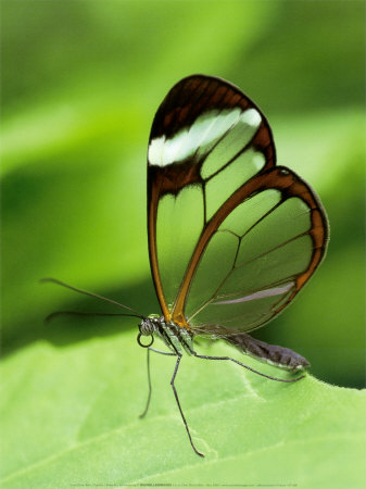 Butterfly Print Butterfly Print