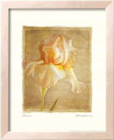 The Iris Framed Print The Iris Framed Print