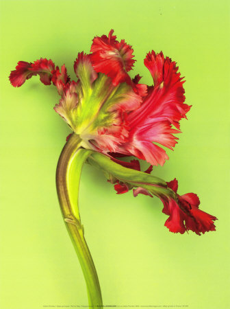 Parrot Tulip Print Parrot Tulip Print