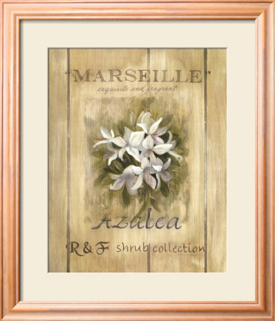 Azaleas Framed Print Azaleas Framed Print