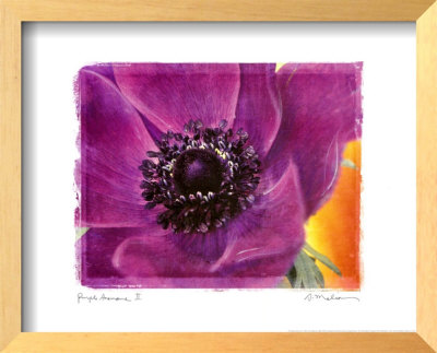 Purple Anemones II Framed Print Purple Anemones II Framed Print