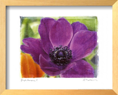 Purple Anemones I Framed Print Purple Anemones I Framed Print