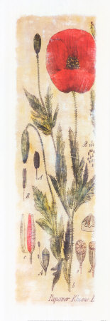 Papaver Rhoeas Print Papaver Rhoeas Print