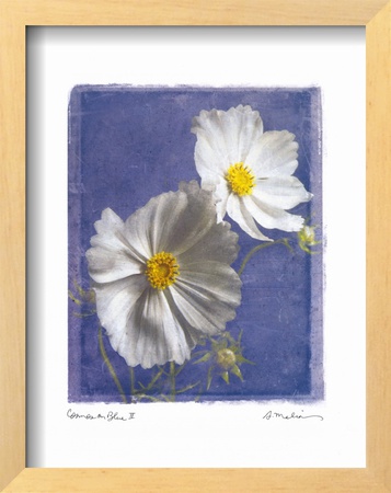 Cosmos on Blue II Framed Print Cosmos on Blue II Framed Print