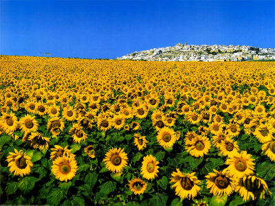Sunflowers Print Sunflowers Print