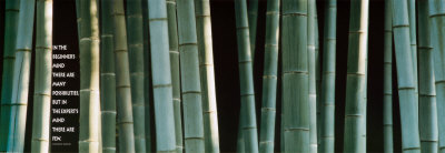 Bamboo Print Bamboo Print