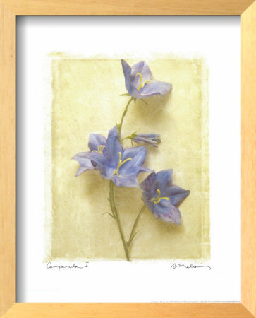 Campanula I Framed Print Campanula I Framed Print