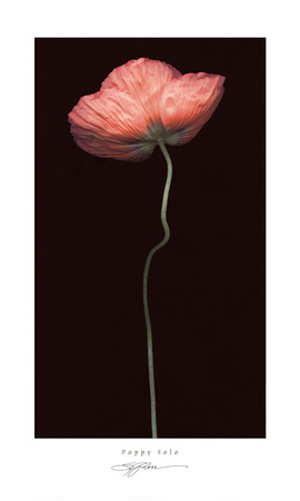Poppy Solo Print Poppy Solo Print