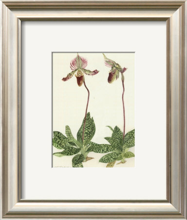 Orchid Framed Print Orchid Framed Print