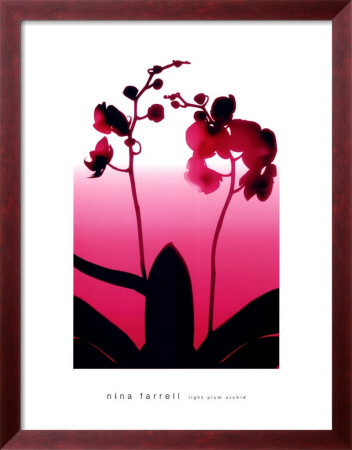 Light Plum Orchid Framed Print Light Plum Orchid Framed Print