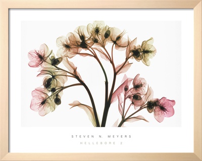 Hellebore II Framed Print Hellebore II Framed Print
