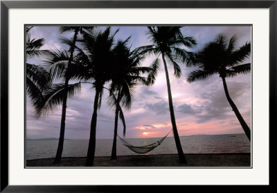 Coconut Palms Framed Print Coconut Palms Framed Print