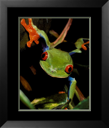 Red-Eyed Tree Frog Framed Print Red-Eyed Tree Frog Framed Print