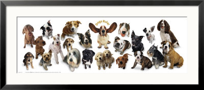 Dogs Rule Framed Print Dogs Rule Framed Print