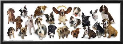Dogs Rule Framed Print Dogs Rule Framed Print