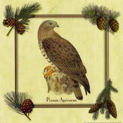 Pernis Apivorus Print Pernis Apivorus Print