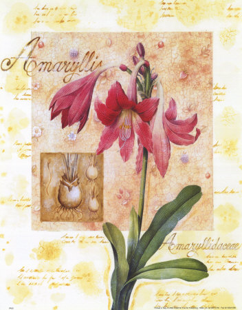 Amaryllis I Print Amaryllis I Print