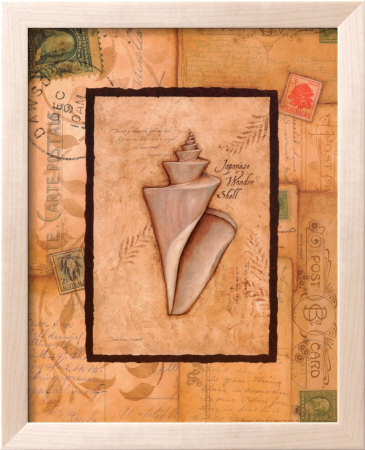 Wonder Shell Framed Print Wonder Shell Framed Print