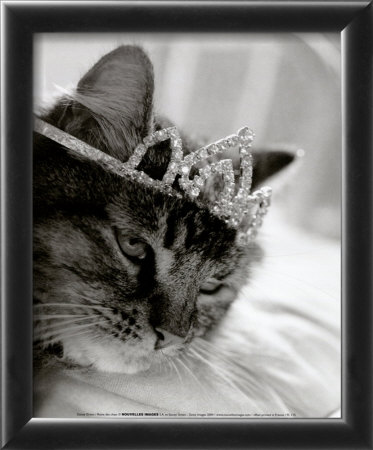 Cat's Queen Framed Print Cat's Queen Framed Print