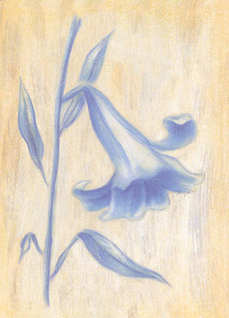 Splendid II Print Splendid II Print