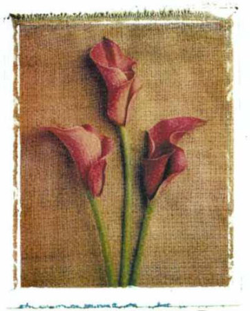 Callas Print Callas Print