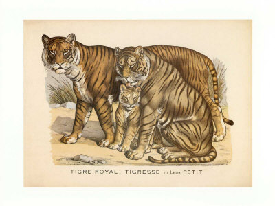 Animaux d'Afrique, Tigre Print Animaux d'Afrique, Tigre Print