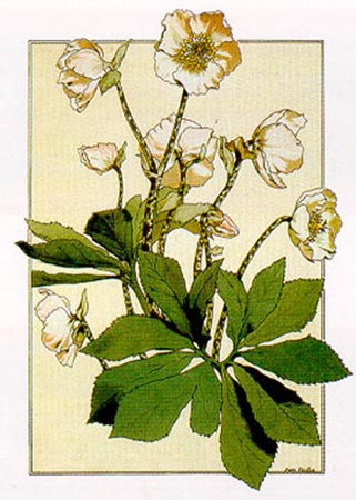 Helleborus Print Helleborus Print